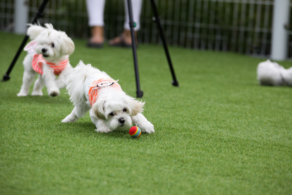 Training Your Dog to Use Artificial Grass